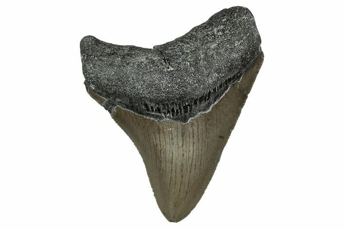 Serrated, Juvenile Megalodon Tooth - North Carolina #351768